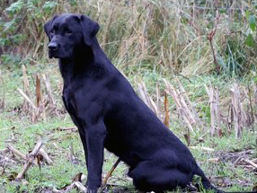 Murphy