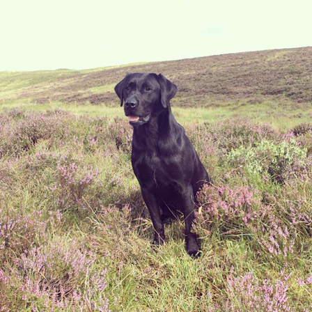 Murphy