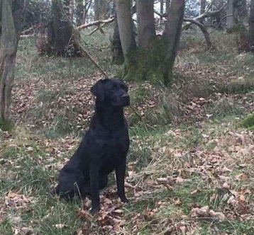 Murphy