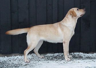 Nellie