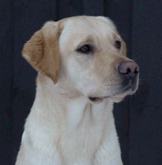 Nellie