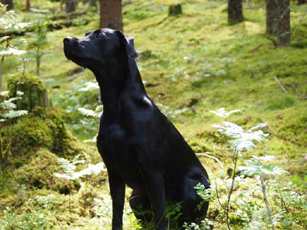 Capandus Skye Loch Ness "Nessie"