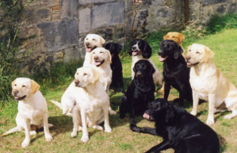 Nickis labradorer