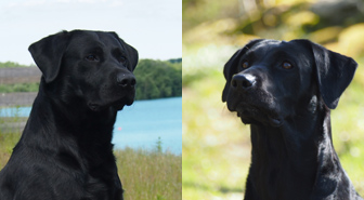 Nutti och Saga