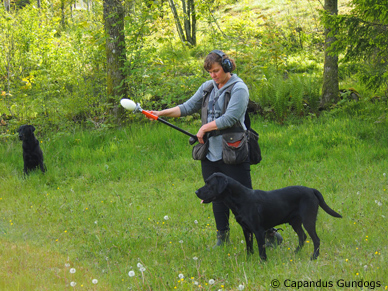 Capandus Branch of Rowan "Ove" (foto: Catarina Svenningsson)