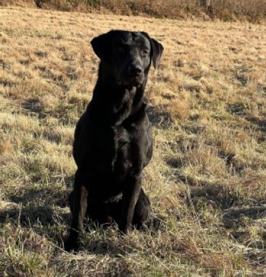 Fågelfinnarens Purdey (foto: Catarina Svenningsson)