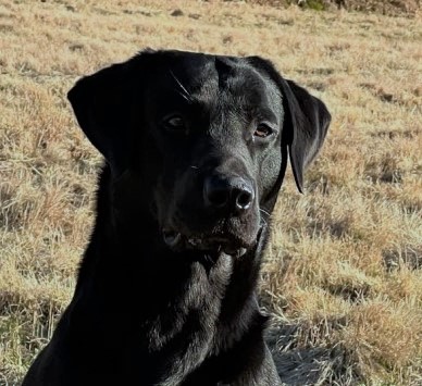Fågelfinnarens Purdey