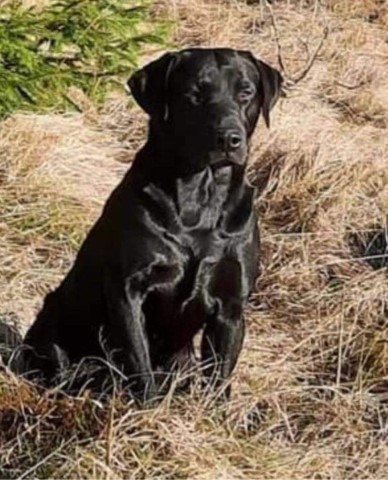 Fågelfinnarens Purdey