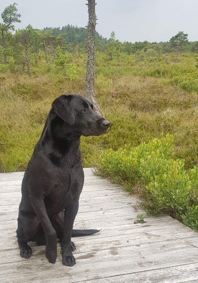 Fågelfinnarens Purdey