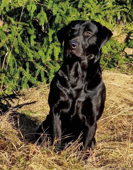 Fågelfinnarens Purdey