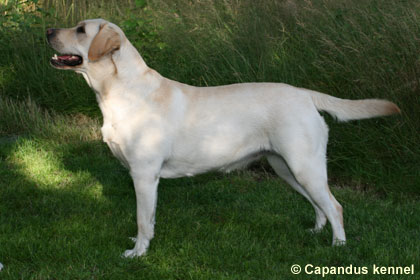 Capandus Carpe Diem "Saga"