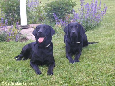 Sally och Zorro