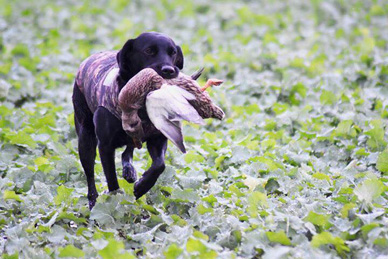 Sansa (foto: Lisa Borgström)