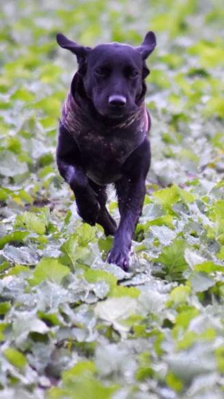 Sansa (foto: Lisa Borgström)