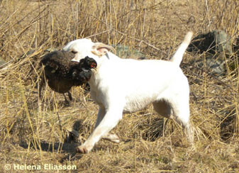 Harperrig Skye "Sara"