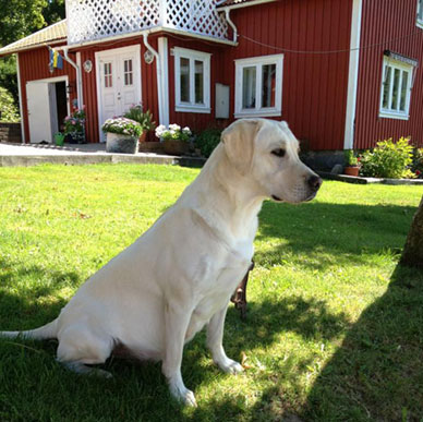 Sarah i väntans tider...