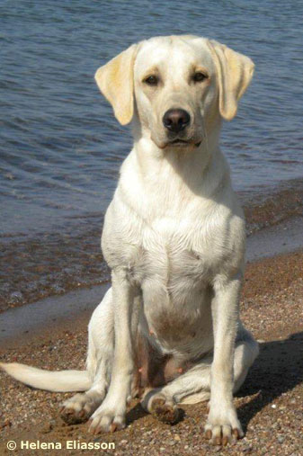 Harperrig Skye ”Sarah”