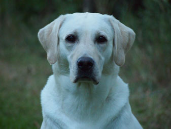 Harperrig Skye "Sarah"
