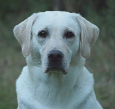 Harperrig Skye "Sarah"