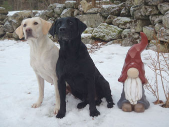 Harperrig Skye "Sarah" och Proletariat Aureole "Zorro"