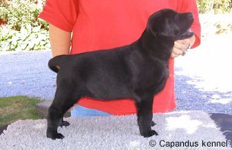 Tosca 7 veckor
