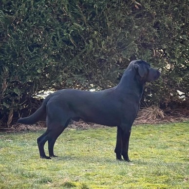 Capandus One Of A Kind "Uno" (foto: Catarina Svenningsson)