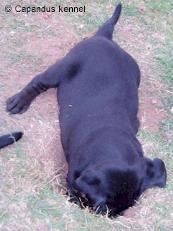 valp 2003