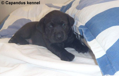 En liten 4-veckors kille