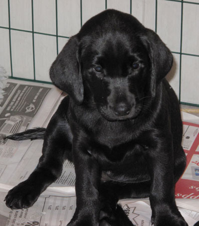 labradorvalp 8 veckor