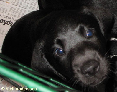 labradorvalp 8 veckor
