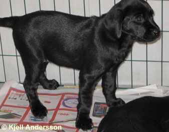 labradorvalp 8 veckor
