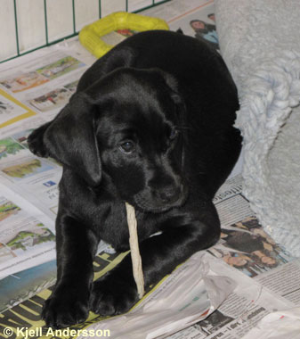 labradorvalp 8 veckor