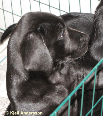 labradorvalp 8 veckor