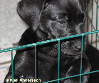 labradorvalp 8 veckor