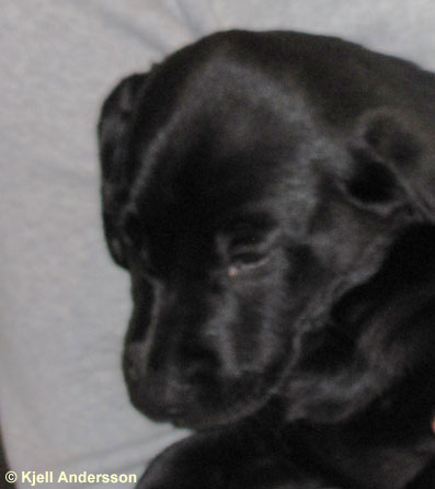 labradorvalp 8 veckor