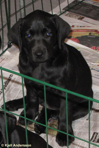 labradorvalp 8 veckor