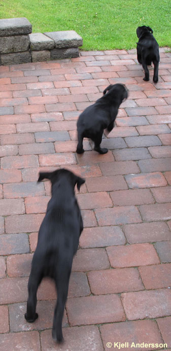 labradorvalpar 8 veckor