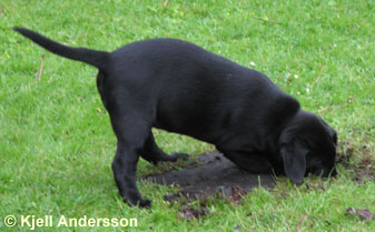 labradorvalp 8 veckor