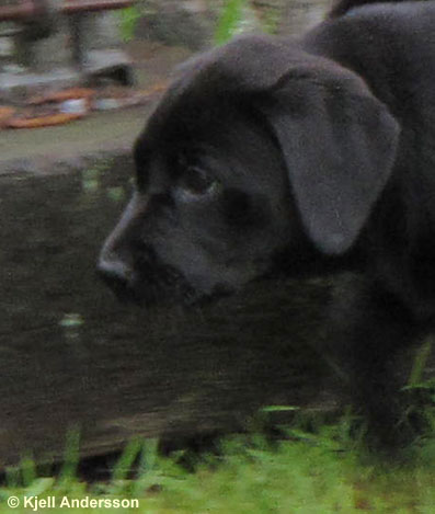 labradorvalp 8 veckor