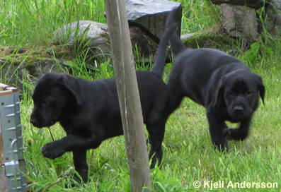 labradorvalpar 8 veckor - lek och bus