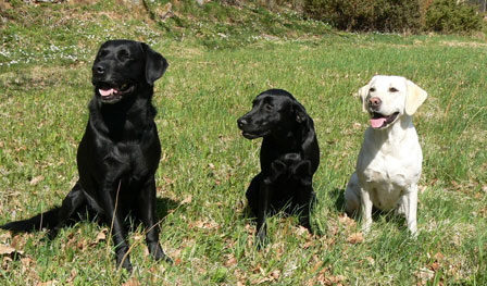 Kimmie, Nessie och Sarah (foto: Jaana Kapuli)