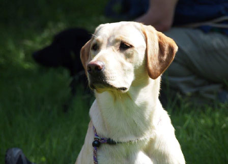 Ayla