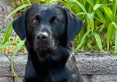 Glenpatrick Viscount "Whisky" (foto: Catarina Svenningsson)
