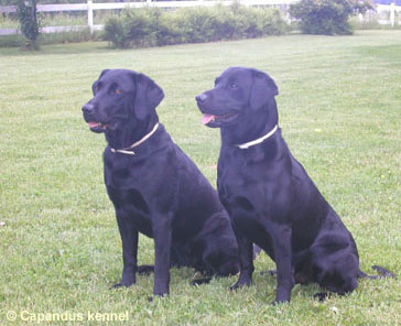 Zorro och Sally