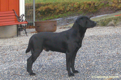 Proletariat Aureole "Zorro" 2006